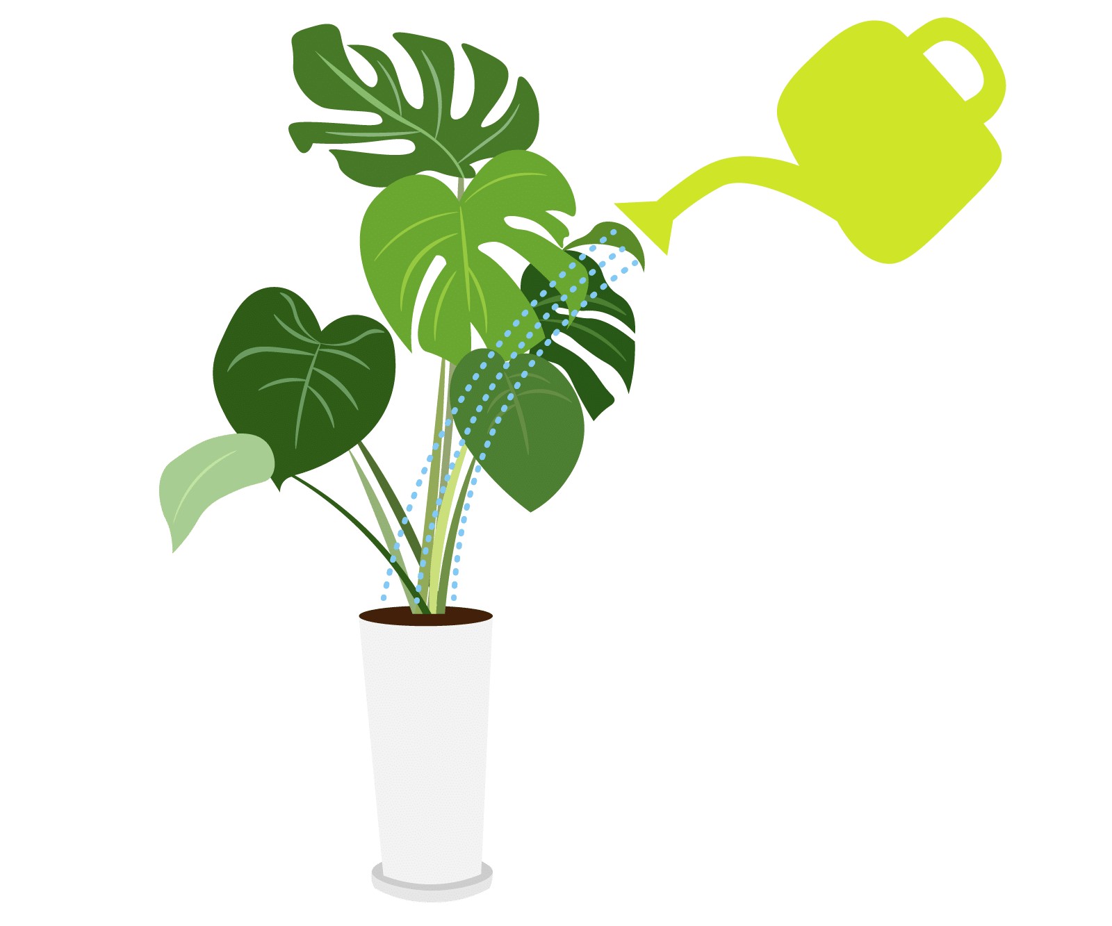 モンステラの育て方ガイド：エキゾチックな切れ込み葉を楽しむ