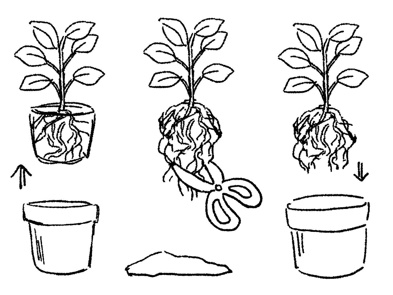 観葉植物の植え替え時期はいつ?初心者向けに手順や必要グッズまで徹底解説!