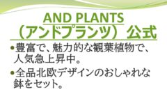 観葉植物の人気通販「アンドプランツ」