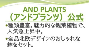 アンドプランツ　人気の観葉植物通販