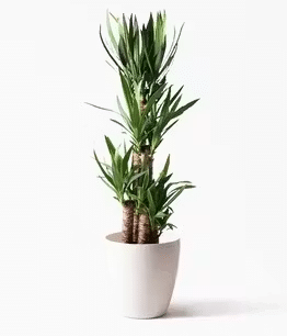 HitoHana(ひとはな)のおしゃれな鉢カバー付き観葉植物ユッカ