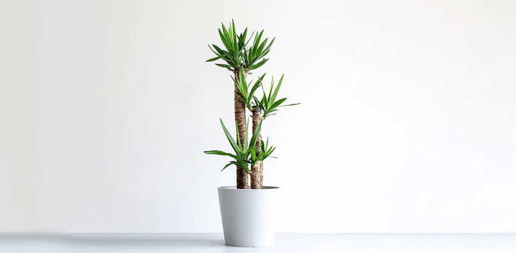 AND PLANTS(アンドプランツ)の洗練された北欧風ユッカ・エレファンティペス