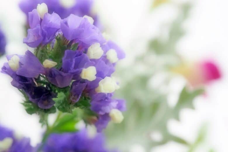 スターチスの花言葉は？種類や色別、詩的な愛の花ギフトを紹介。