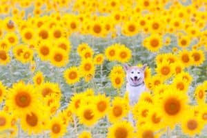 花言葉は希望のパワフルなお花たち選 花通販特集 旅立ち 困難撃破 再チャレンジ