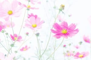 コスモス 秋桜 の花言葉 怖い オレンジ ピンク 白 黒 宇宙 花通販 大調和の美とは 花通販happyｶﾞｲﾄﾞ