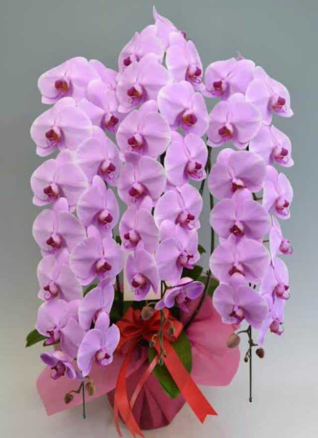 ピンクの胡蝶蘭の花言葉は?!その特徴にピッタリの品種3選とは。