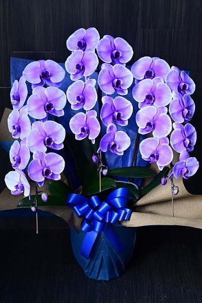 紫の胡蝶蘭で特別なお祝いを!! 人気通販や注目の品種･相場を解説