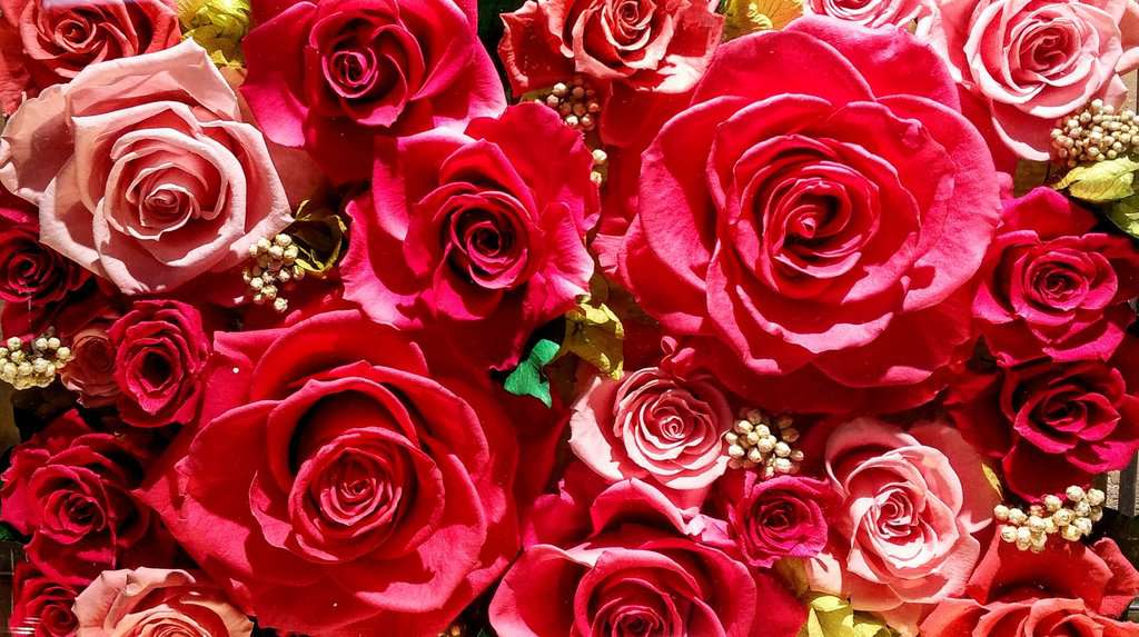 プロポーズのバラの選び方!!感動的な花束･本数や色･注文まで徹底解説