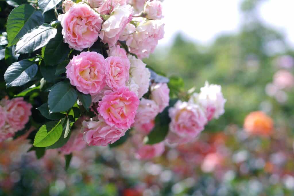 9月の誕生花