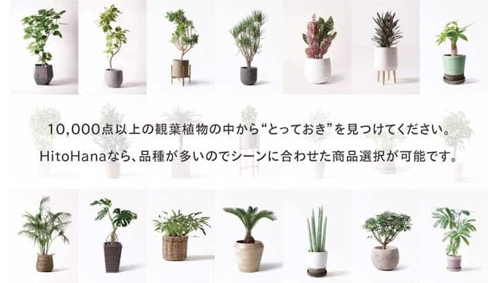 観葉植物通販おすすめ８選【2024年最新版】人気宅配サイト | 花通販Happyｶﾞｲﾄﾞ