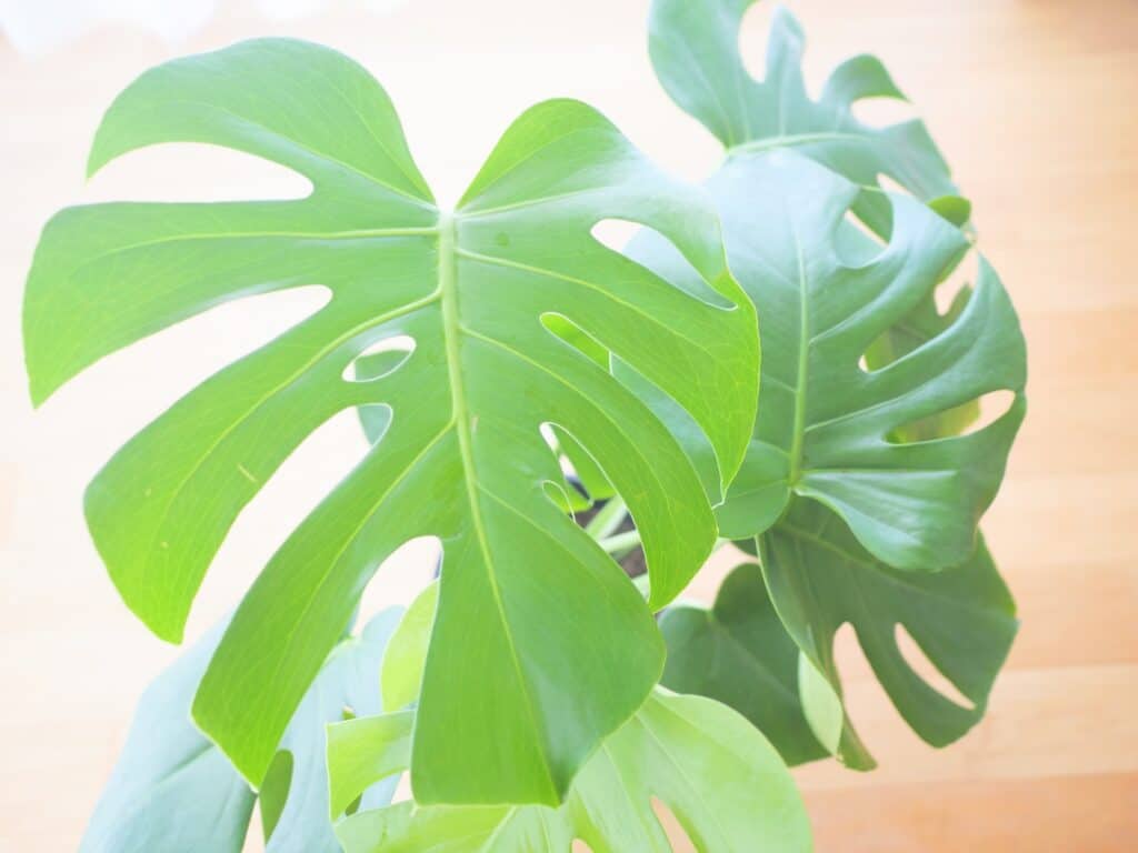 モンステラの風水と花言葉の魅力?!インテリア性・購入・選び方もご案内!!