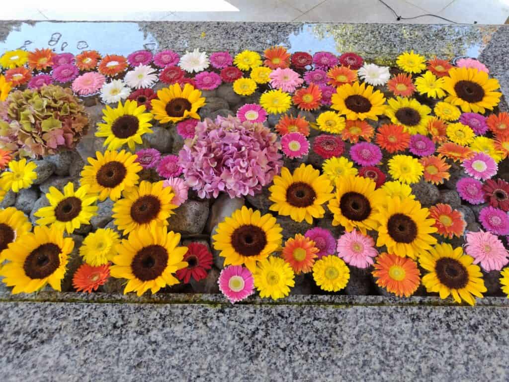 11月誕生花のガーベラ|花言葉･品種･色･人気通販･おしゃれギフト案内