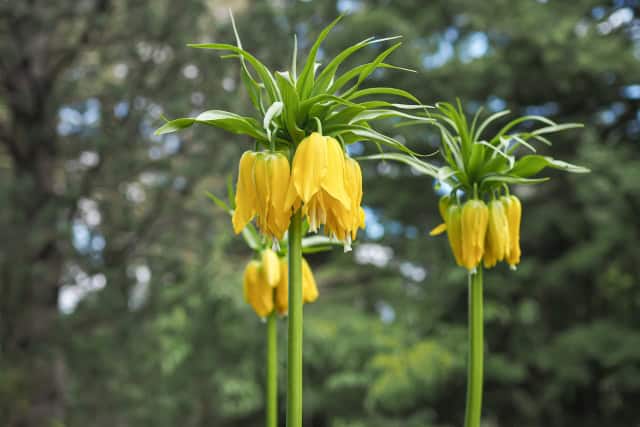 5月4日の誕生花：インペリアリス　 5月の誕生花一覧(月･日ごと)|花言葉･花情報･通販