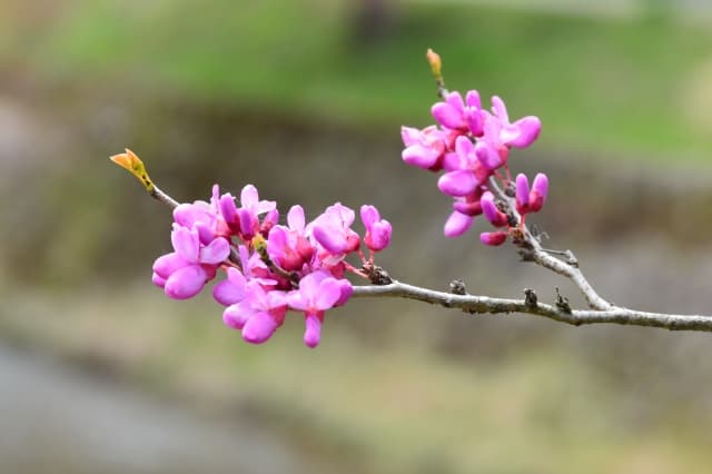 5月6日の誕生花：ハナズオウ　5月の誕生花一覧(月･日ごと)|花言葉･花情報･通販