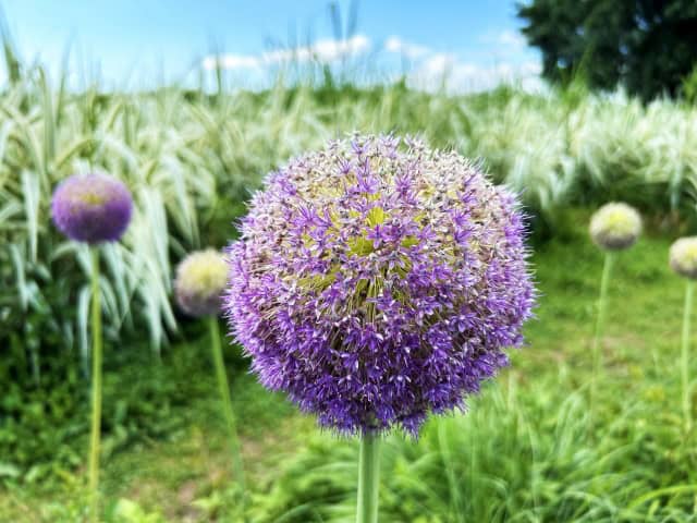 7月14日の誕生花一覧：アリウム