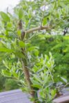 観葉植物の剪定【初心者向け】時期･方法･植物別コツ･道具通販の徹底ガイド