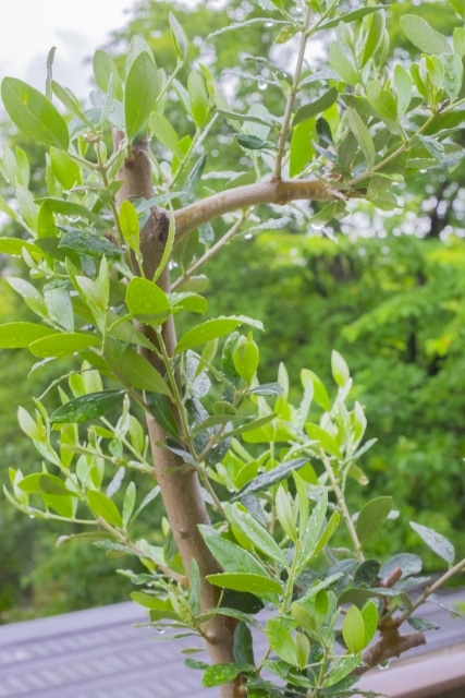 観葉植物の剪定【初心者向け】時期･方法･植物別コツ･道具通販の徹底ガイド