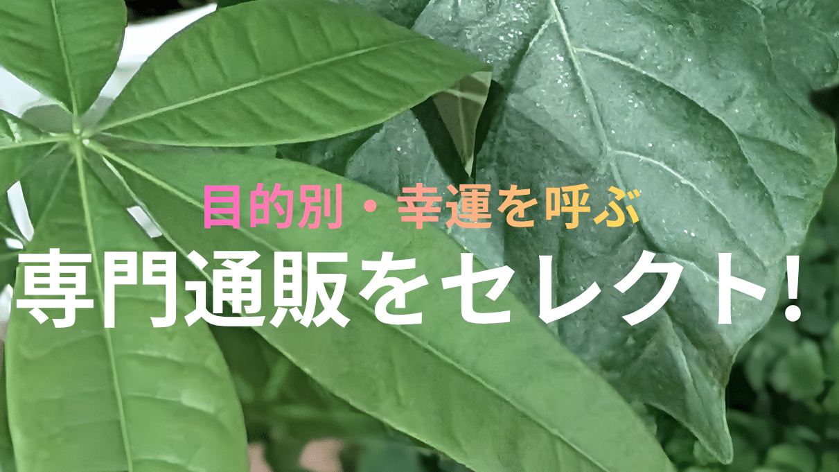 花通販 Happyガイド | 観葉植物通販おすすめ比較【2026】目的・品種別で選ぶ失敗しない優良専門店 おしゃれな観葉植物を販売する、おすすめの観葉植物通販を、目的に合わせてセレクトするためのメインイメージ