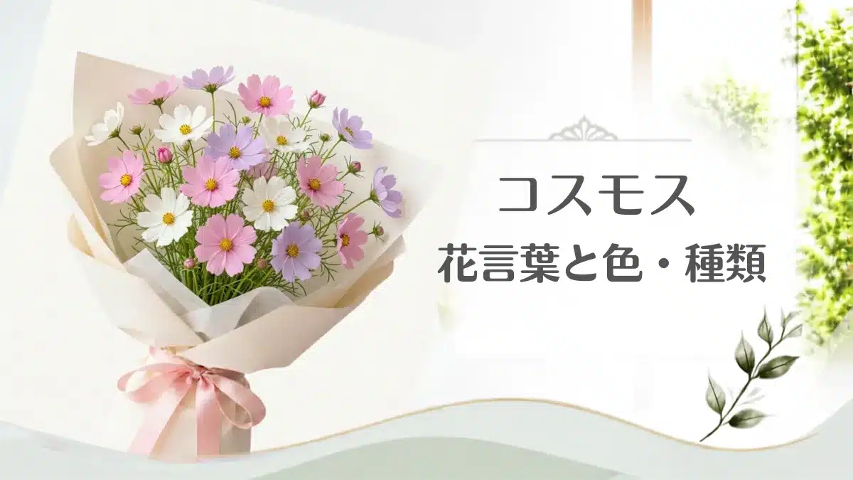 コスモスの花言葉に関する記事のアイキャッチ用画像・花束