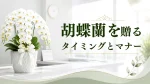胡蝶蘭を贈るタイミングとマナーを表現するのにぴったりの胡蝶蘭お祝いのオフィス画像