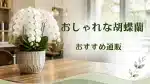 胡蝶蘭通販おすすめ7選！おしゃれでセンスのいい人気ショップ比較を象徴する喫茶店のなかの胡蝶蘭