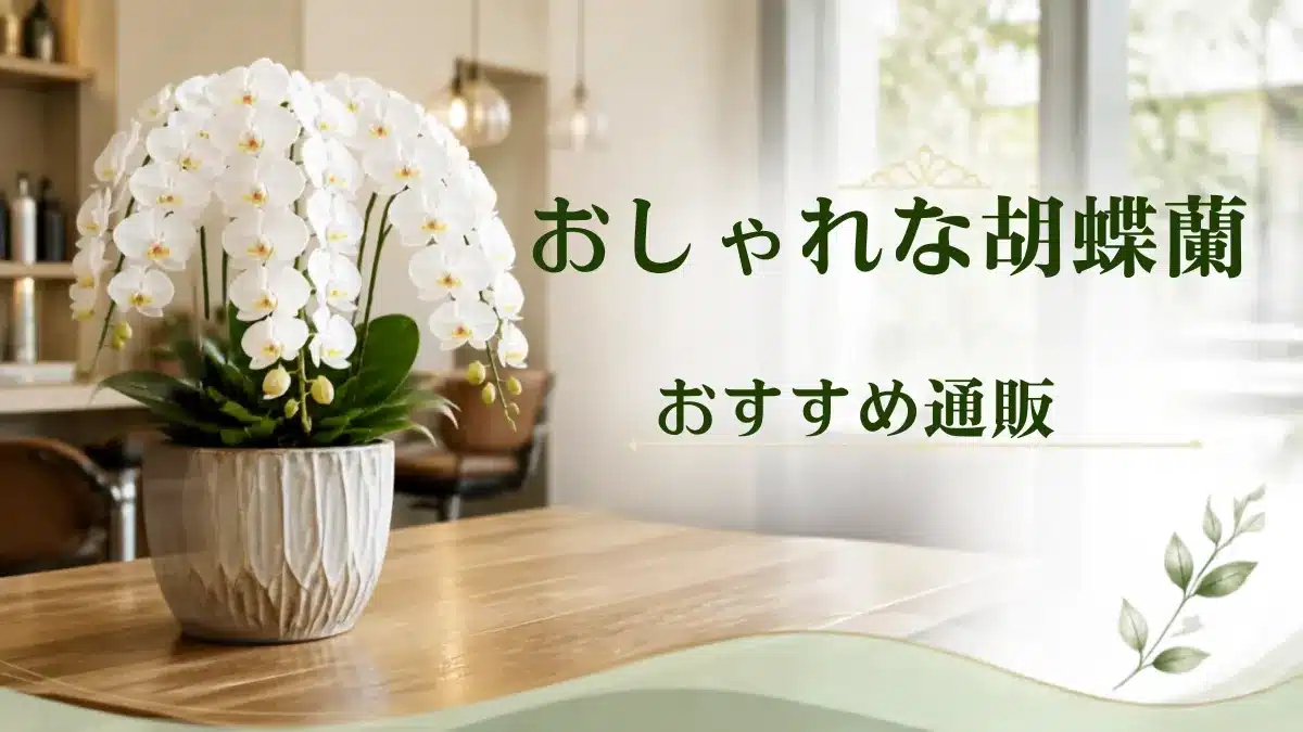 胡蝶蘭通販おすすめ7選！おしゃれでセンスのいい人気ショップ比較を象徴する喫茶店のなかの胡蝶蘭