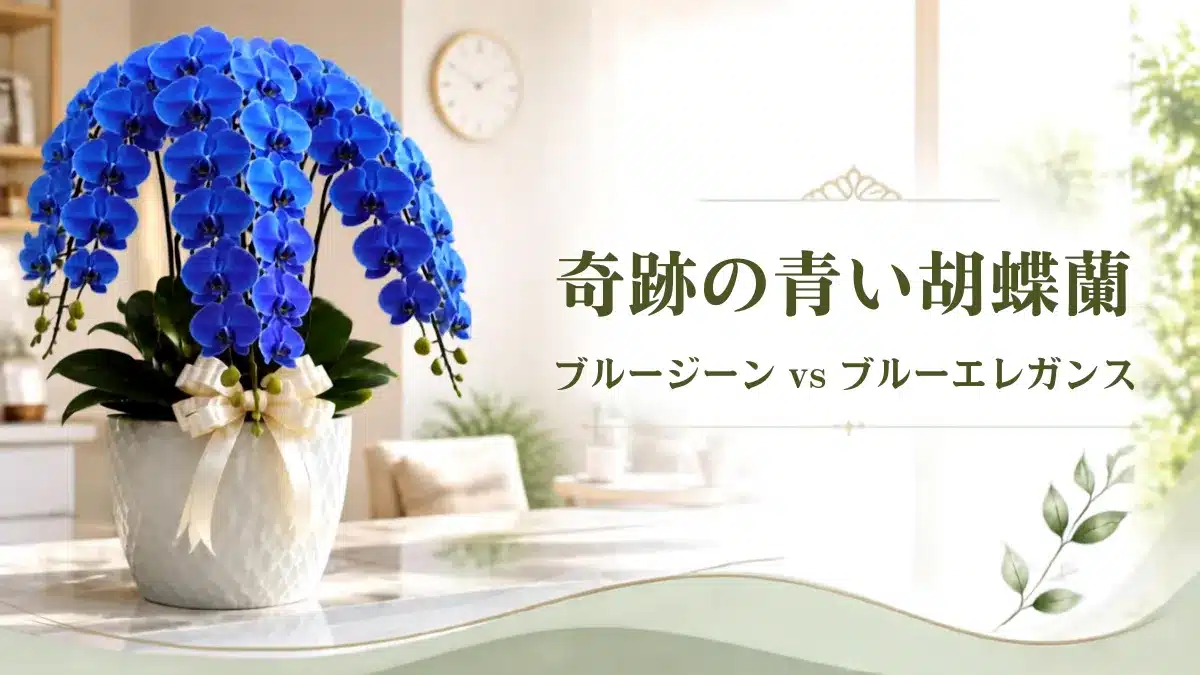 Botanical Select | 【完全比較】青い胡蝶蘭は2種類!ブルージーンとブルーエレガンスの違い・花言葉・値段と失敗しない選び方 青い胡蝶蘭は2種類!ブルージーンとブルーエレガンスの違いのページアイキャッチ画像・おしゃれなブルー胡蝶蘭がオフィスに。