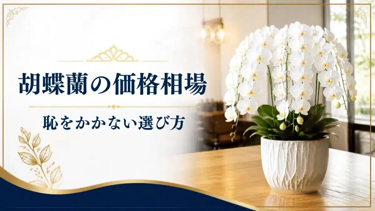 花通販 Happyガイド | 胡蝶蘭の価格相場ガイド|恥をかかない・見劣りしない予算別の選び方 胡蝶蘭の価格相場のアイキャッチ用胡蝶蘭画像