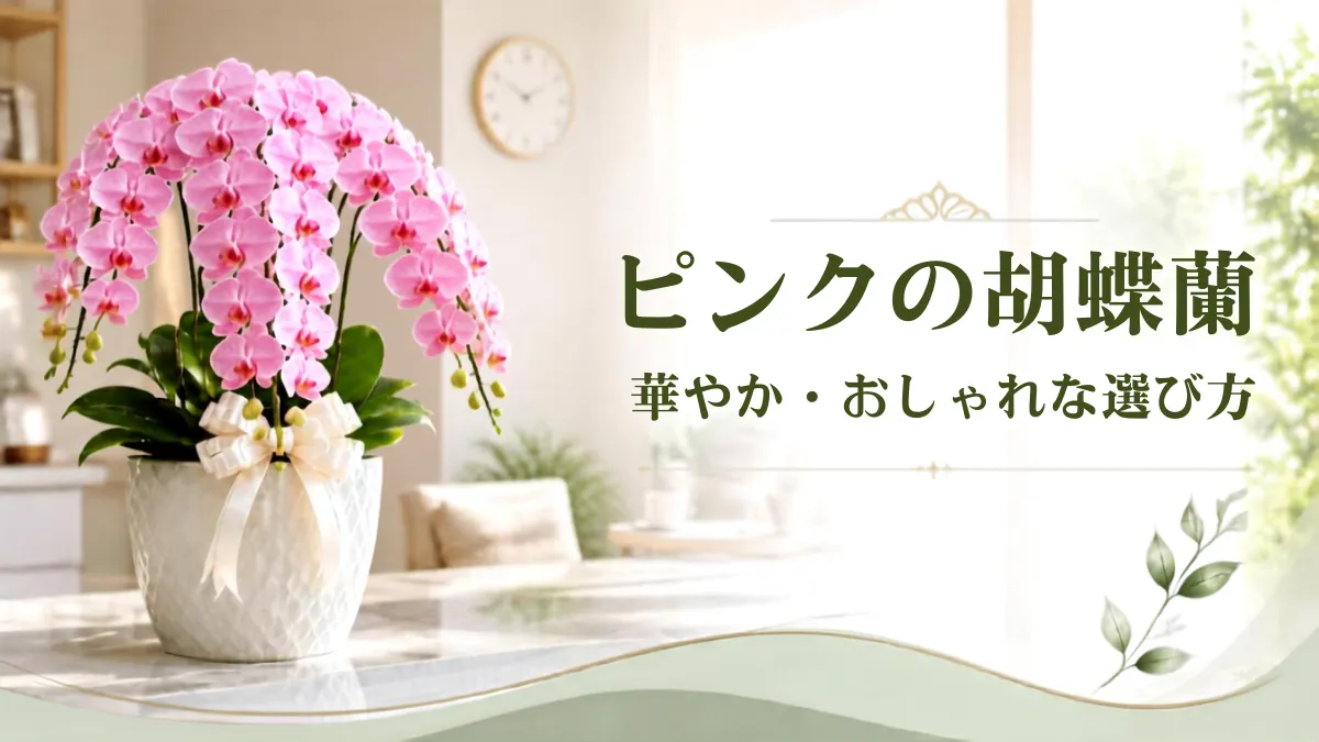 ピンクの胡蝶蘭はおしゃれで華やかのページをイメージするピンク胡蝶蘭のアイキャッチ画像