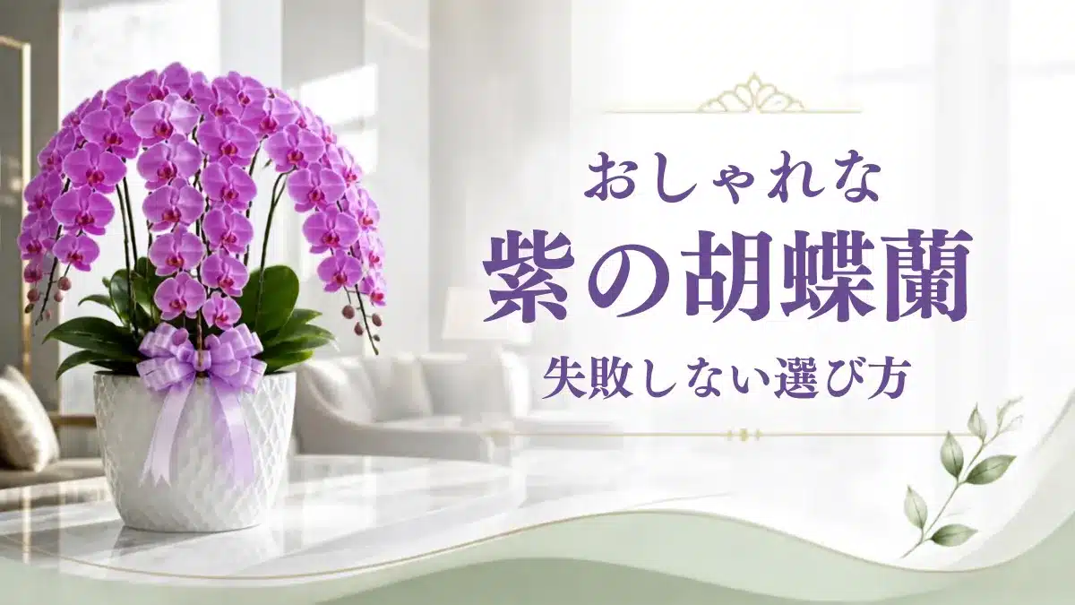 紫(パープル)の胡蝶蘭はおしゃれで高貴を象徴するページのアイキャッ画像・おしゃれな部屋での胡蝶蘭