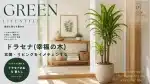 ドラセナ（幸福の木）があるリビング・アイキャッチドラセナ画像