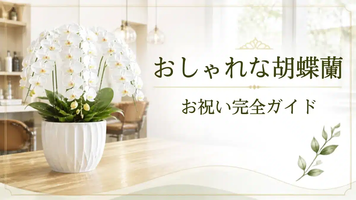 花通販 Happyガイド | 【2026年版】おしゃれな胡蝶蘭のお祝い完全ガイド|失敗しない選び方・相場・おすすめ通販 おしゃれな胡蝶蘭のお祝い完全ガイドのアイキャッチ画像・北欧風のショップに置かれたおしゃれな胡蝶欄