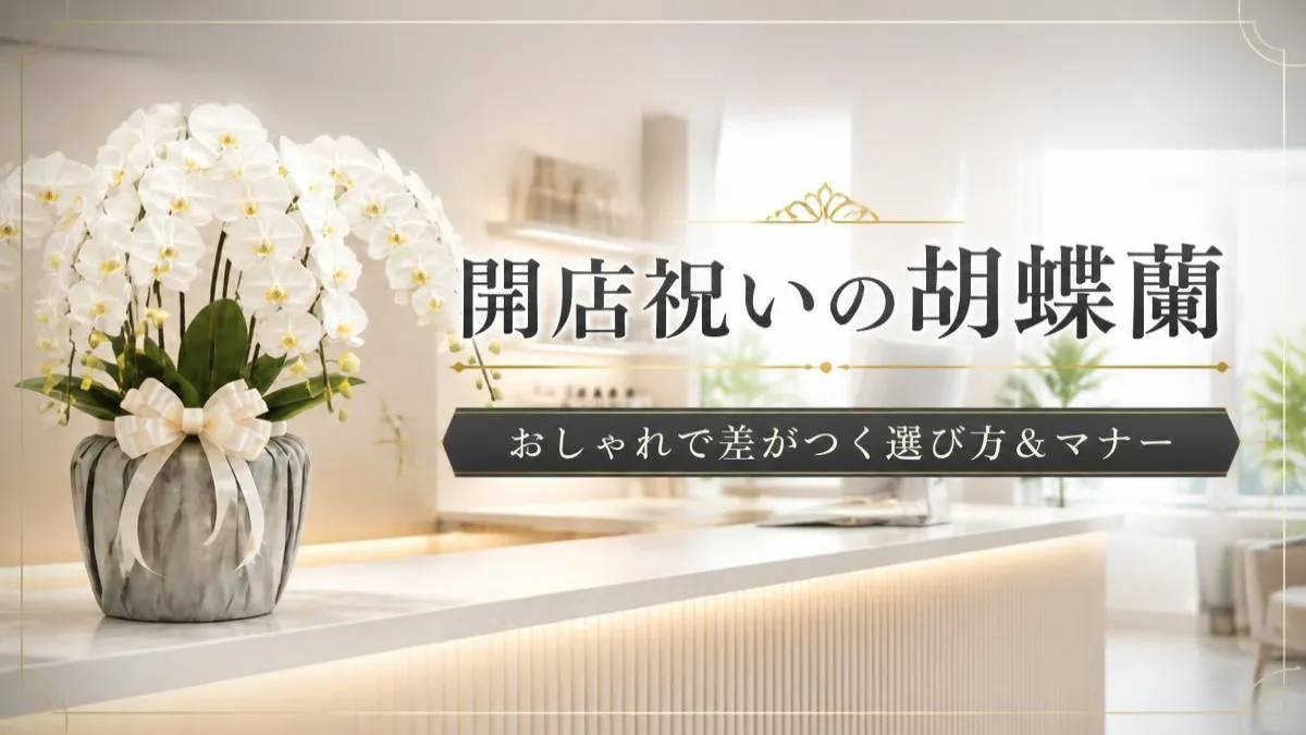 Botanical Select | 開店祝いの胡蝶蘭はおしゃれに!失敗しない相場・マナーとおすすめ3選 おしゃれな開店祝いの胡蝶蘭を象徴するイメージ画像