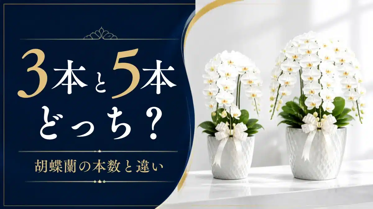 Botanical Select | 胡蝶蘭の本数の意味と違い|3本・5本どれがいい?失敗しない選び方 胡蝶蘭の本数の意味と違い|3本・5本どれがいい?を象徴するアイキャッチ画像