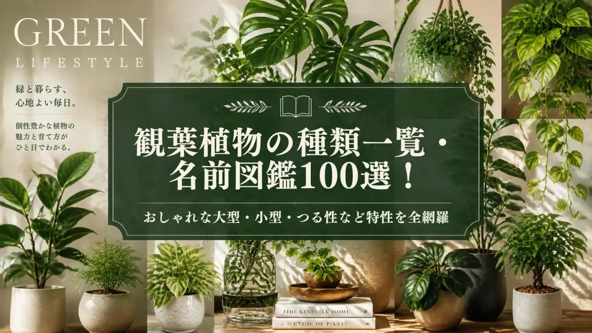 Botanical Select | 観葉植物の種類一覧・名前図鑑100選!おしゃれな大型・小型・つる性など特性を全網羅 観葉植物の種類一覧・名前図鑑100選の記事の観葉植物アイキャッチ画像