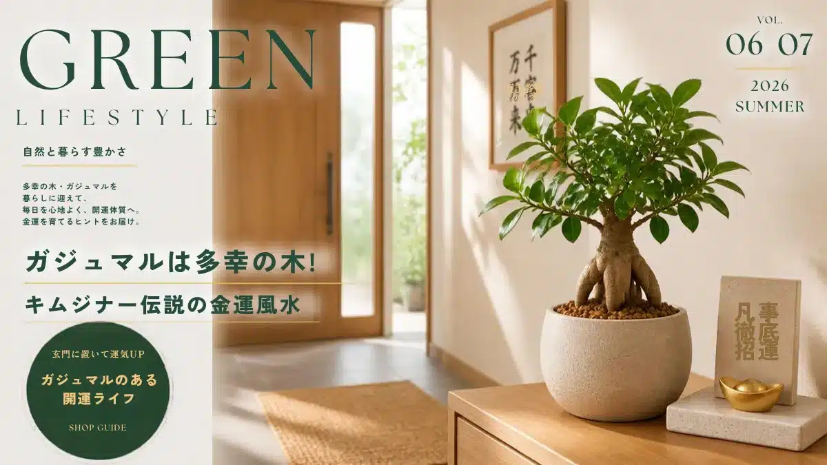 Botanical Select | ガジュマルは多幸の木!キジムナー伝説と金運風水のおしゃれな樹の選び方・育て方 ガジュマルは多幸の木の象徴する、ガジュマルを玄関に美しく飾っている画像
